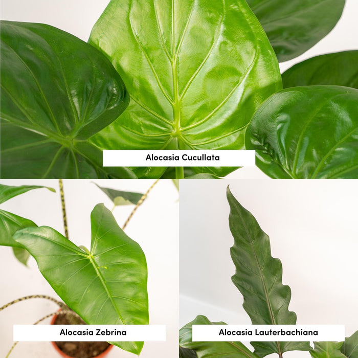 alocasia-zebrina-75cm-o19cm-alocasia-cucullata-60cm-o19cm-alocasia-lauterbachiana-75cm-o19cm