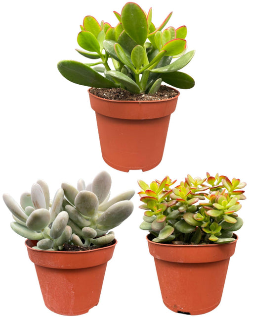 succulenten-mix-↕16-22cm-3-stuks-normal-o12-cm