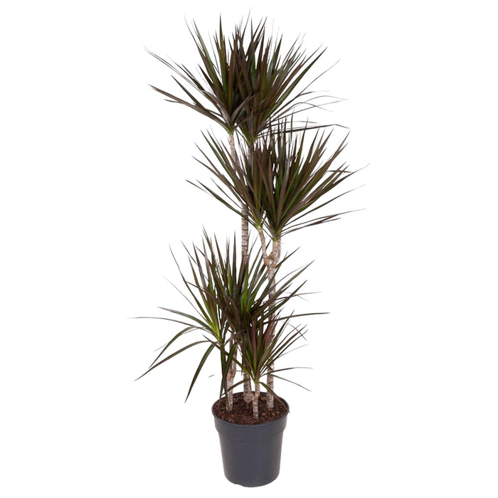 dracaena-magenta-150-cm-o27