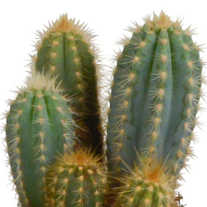 cereus-mix-10-5cm-3x-in-witte-pot