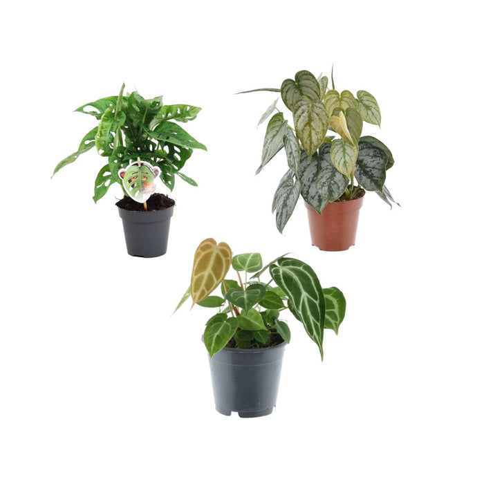 groen-mix-3-planten-monstera-obliqua-monkey-leaf-25-cm-o12-philodendron-brandtianum-35-cm-o12-anthurium-chrystallium-35-cm-o12