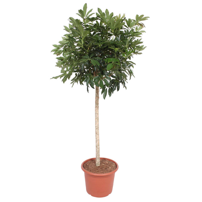 schefflera-arboricola-compacta-boom-190-cm-o45-1