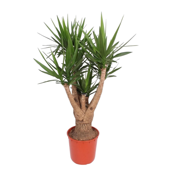 yucca-elephantipes-vertakt-160-cm-o34