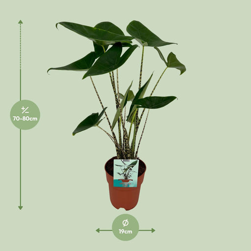 alocasia-zebrina-o19cm-↕75cm