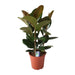 ficus-elastica-robusta-o27cm-↕80cm