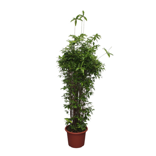 dracaena-surculosa-260-cm-o55