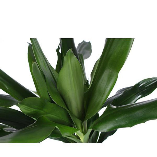 dracaena-janet-lind-o24cm-↕120cm-in-albury-natural-mand