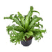 asplenium-nidus-crissie-o23cm-↕55cm