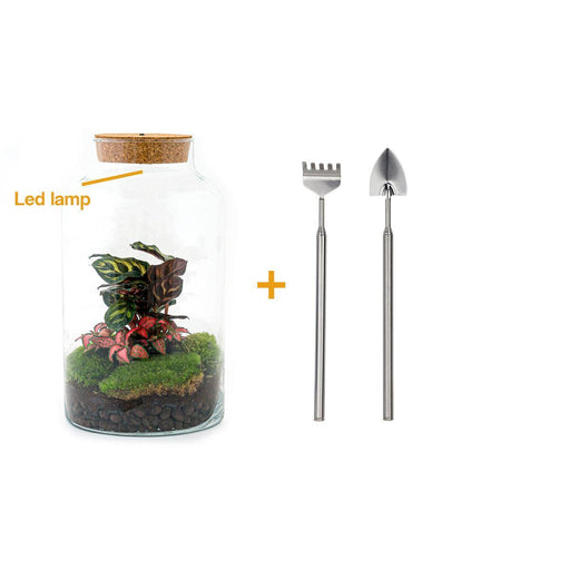 diy-terrarium-milky-calathea-with-light-↕-31-cm-rake-shovel