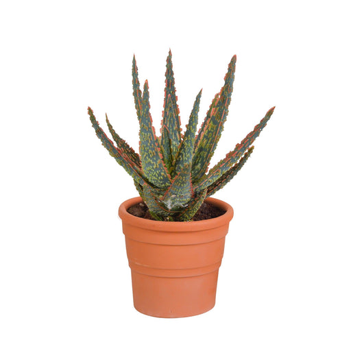 aloe-zebrina-dannyz-10-5cm-in-terracotta-pot