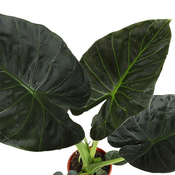 alocasia-regal-shield-o21cm-↕100cm-in-boule-wit-pot