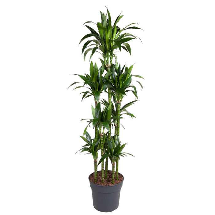 dracaena-janet-craig-carrousel-180-cm-o34