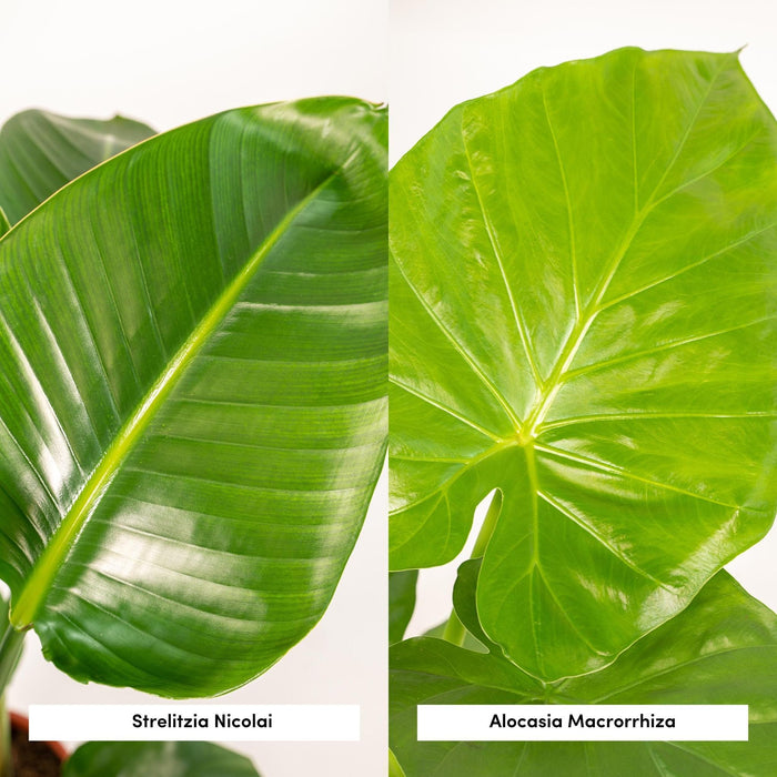 strelitzia-nicolai-85cm-o19cm-alocasia-macrorrhiza-70cm-o19cm