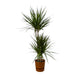 dracaena-marginata-120cm-o21cm-inclusief-elho-greenville-round-bruin-d24xh23