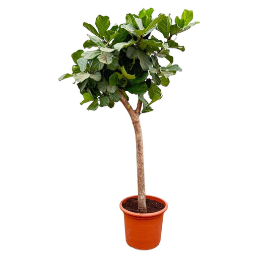 ficus-lyrata-boom-xxxl-230cm-o42