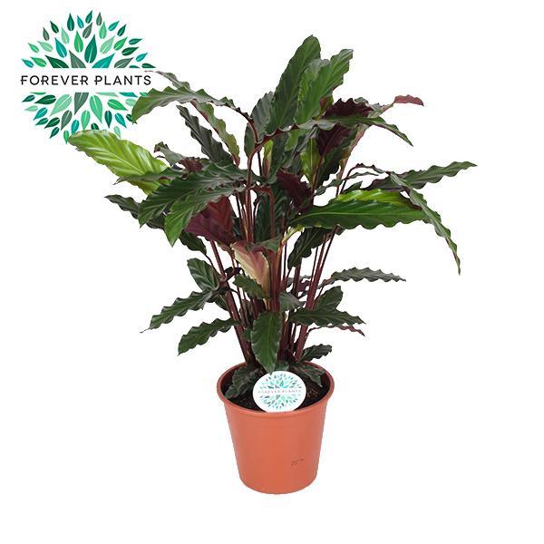 calathea-rufibarba-o14cm-↕45cm