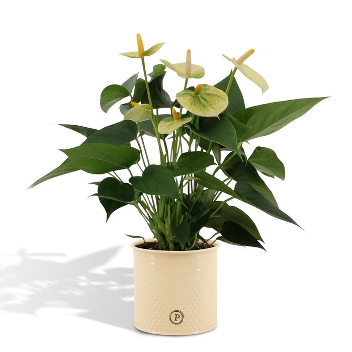 anthurium-andreanum-vanilla-incl-pure-zink-45cm-o12