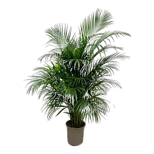 dypsis-lutescens-areca-palm-160-cm-o24