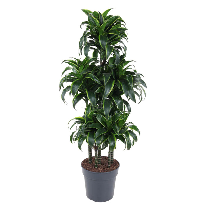 dracaena-dorado-carrousel-140-cm-o31