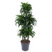 dracaena-dorado-carrousel-140-cm-o31