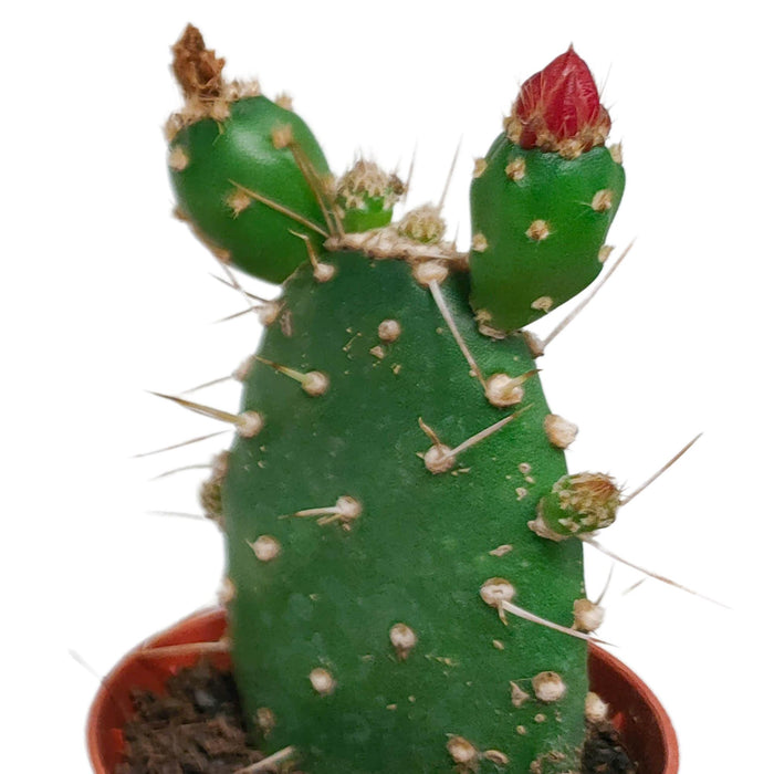 cactus-mix-5-5-cm-zonder-pot-bloeiend-5x