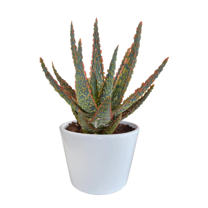 aloe-zebrina-dannyz-10-5cm-in-witte-pot