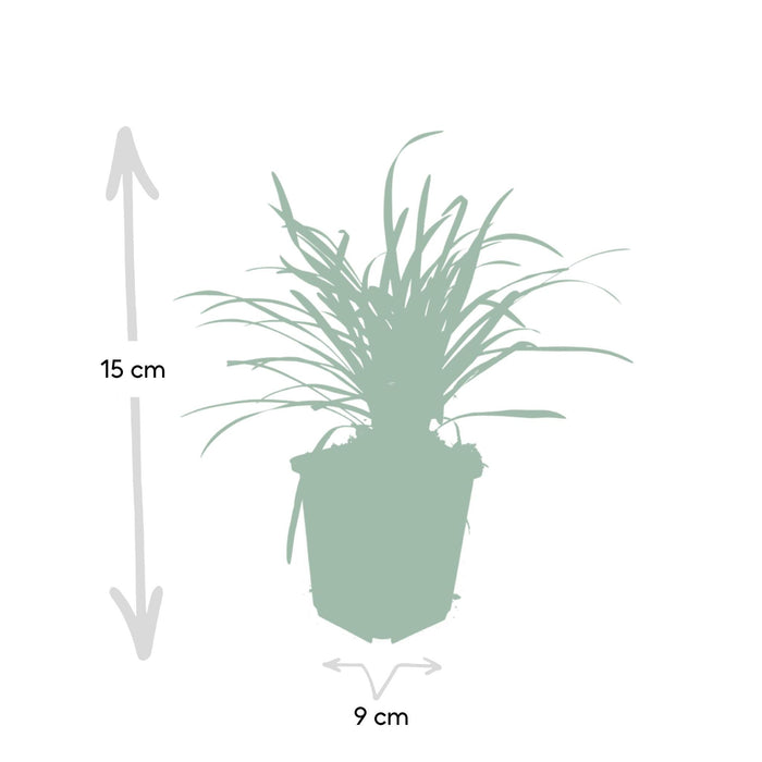 6x-liriope-muscari-big-blue-↕10-25cm-o9cm