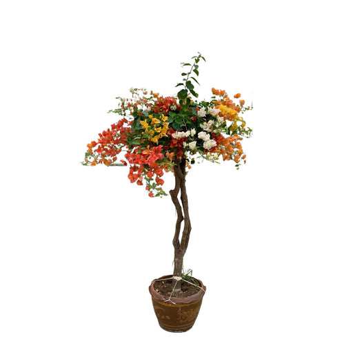 bougainvillea-deluxe-in-stenen-pot-170-cm-o40