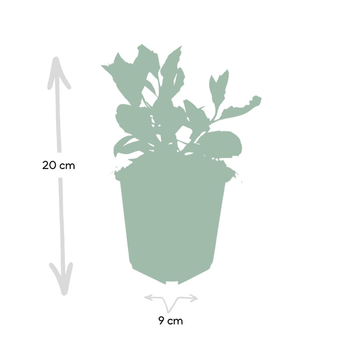 aster-ageratoides-ashvi-↕25cm-o9cm