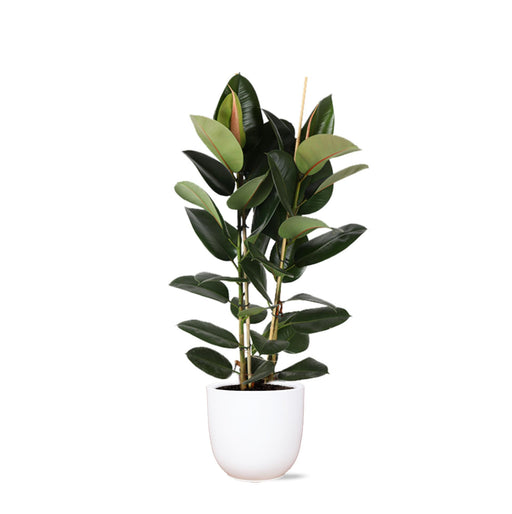 ficus-elastica-robusta-o24cm-↕110cm-in-boule-wit-pot