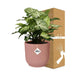 syngonium-arrow-in-elho-vibes-fold-14cm-roze