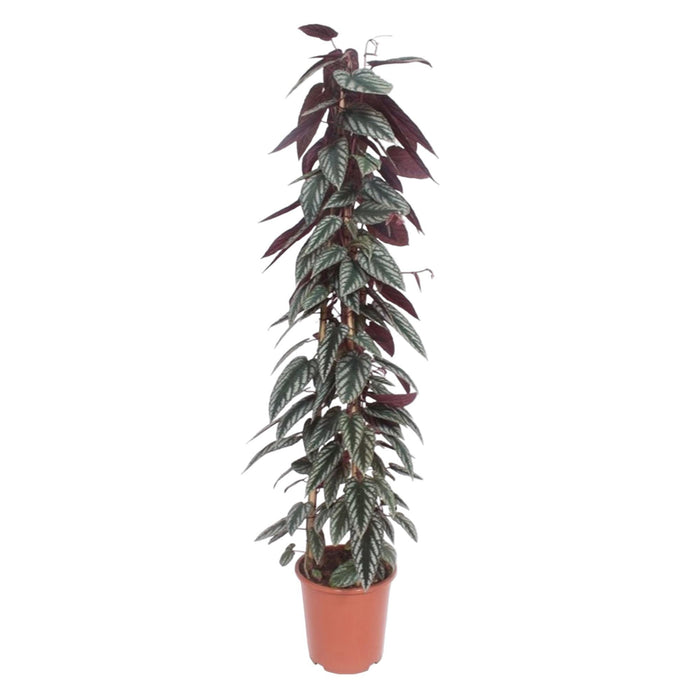 cissus-discolor-pyramide-150-cm-o27