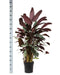 ctenanthe-oppenheimiana-o27cm-↕130cm-in-albury-black-print-mand