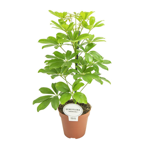 schefflera-nora-o13cm-↕45cm