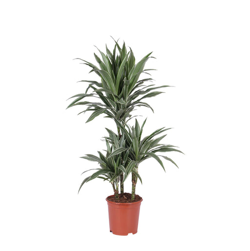 dracaena-warneckii-o21cm-↕65cm