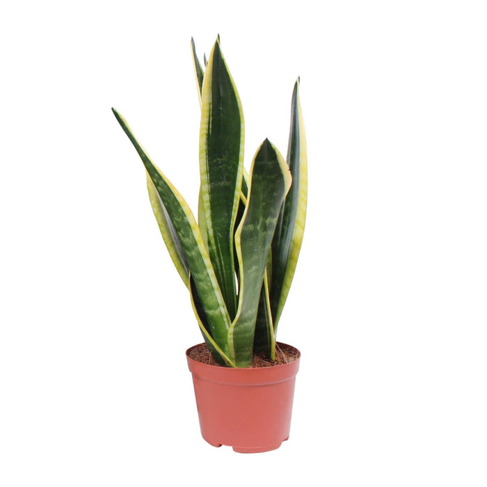 sansevieria-black-superba-o14cm-↕45cm