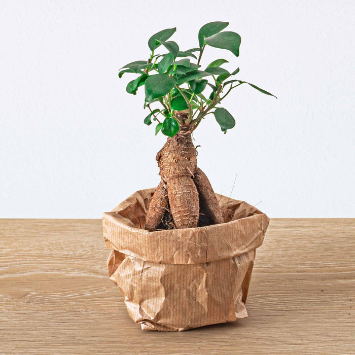 planten-terrarium-pakket-ficus-ginseng-bonsai-navulling-startpakket-diy