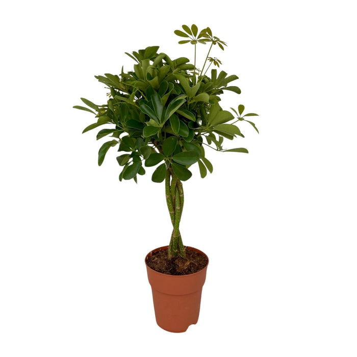 schefflera-compacta-o19-↕80