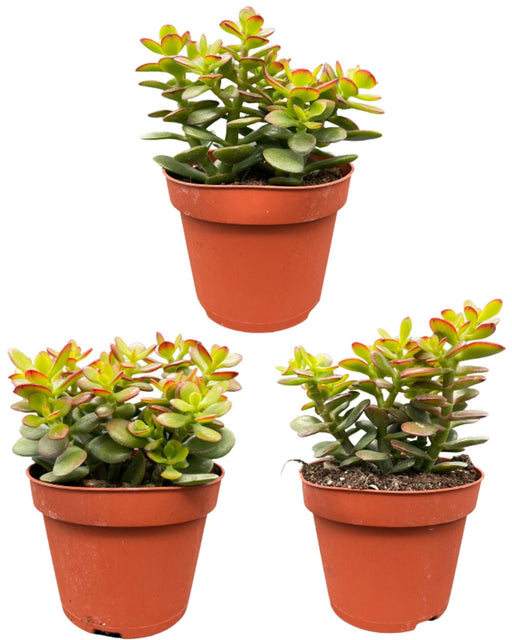 succulenten-crassula-minor-↕15-20cm-3-stuks-normal-o12-cm