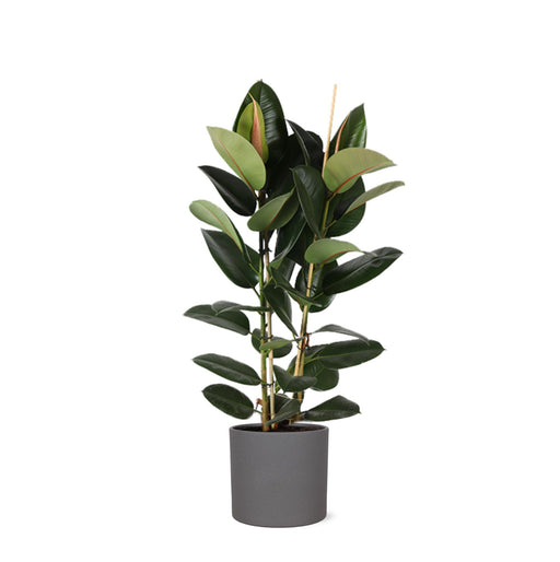 ficus-elastica-robusta-o24cm-↕110cm-in-era-antraciet-pot