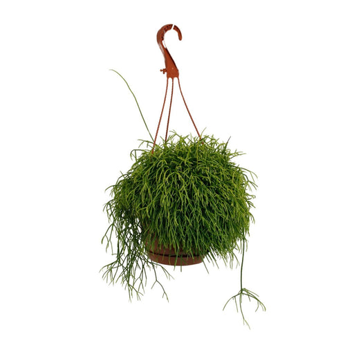 rhipsalis-cassutha-o17cm-↕45cm