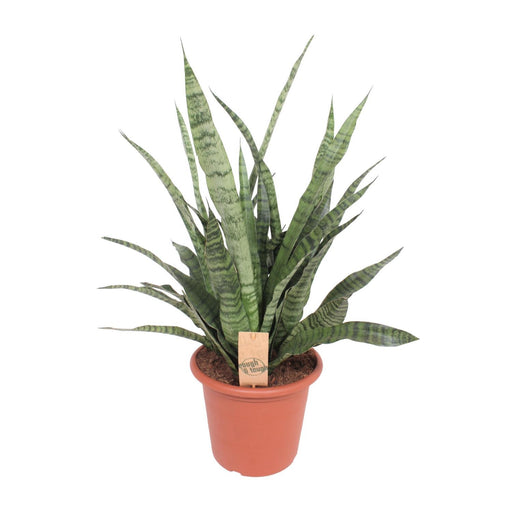 sansevieria-diamond-green-o25cm-↕80cm