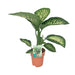 dieffenbachia-seguine-tropic-snow-o19cm-↕70cm