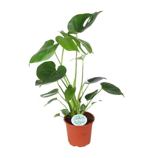 monstera-deliciosa-o14cm-↕45cm