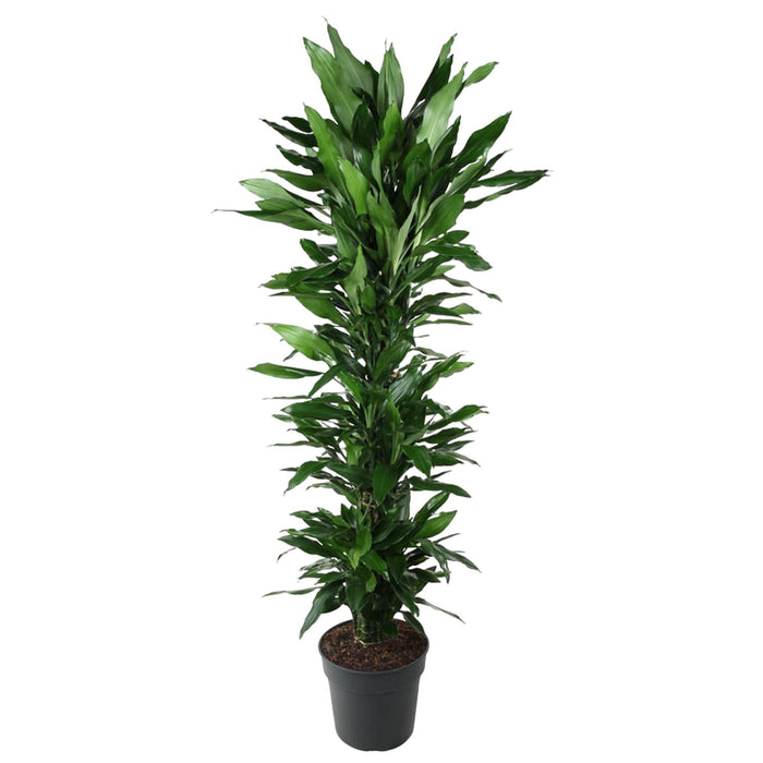 dracaena-janet-lind-vertakt-170-cm-o34