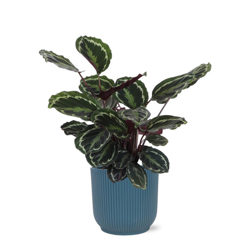 calathea-medaillon-o21cm-↕70cm-in-vibes-blue-pot