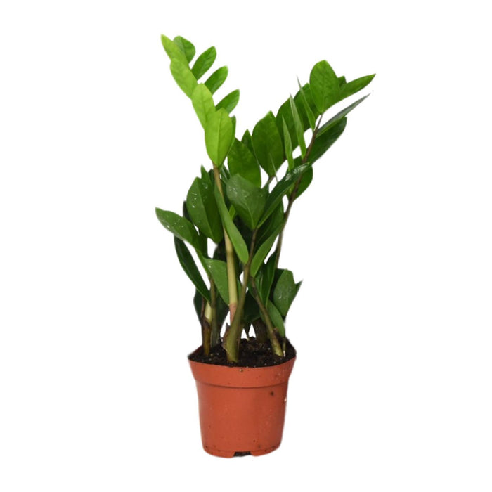 zamioculcas-zamiifolia-o12-40cm