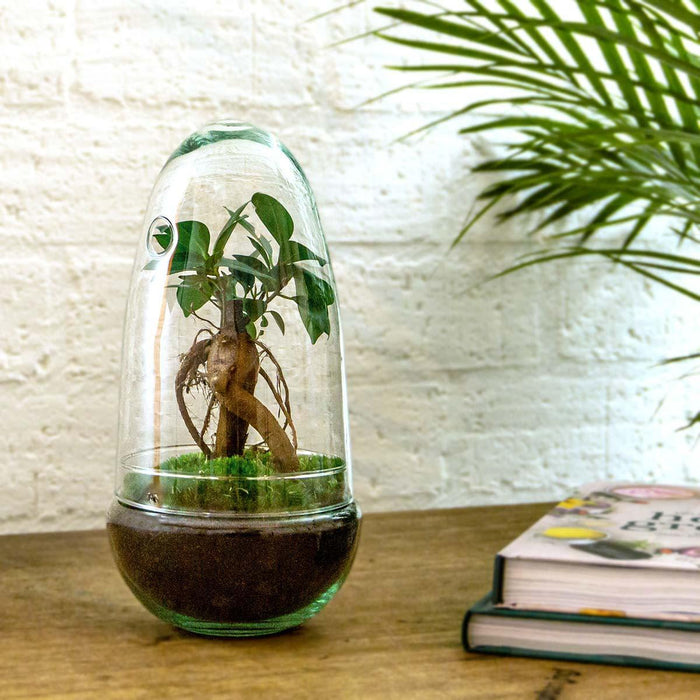 diy-terrarium-egg-bonsai-↕-25-cm