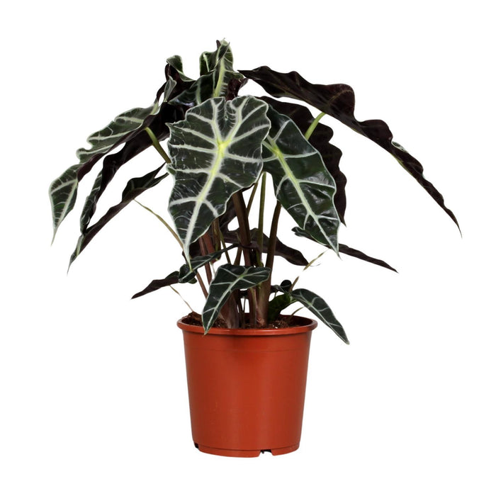 alocasia-polly-o17cm-↕45cm