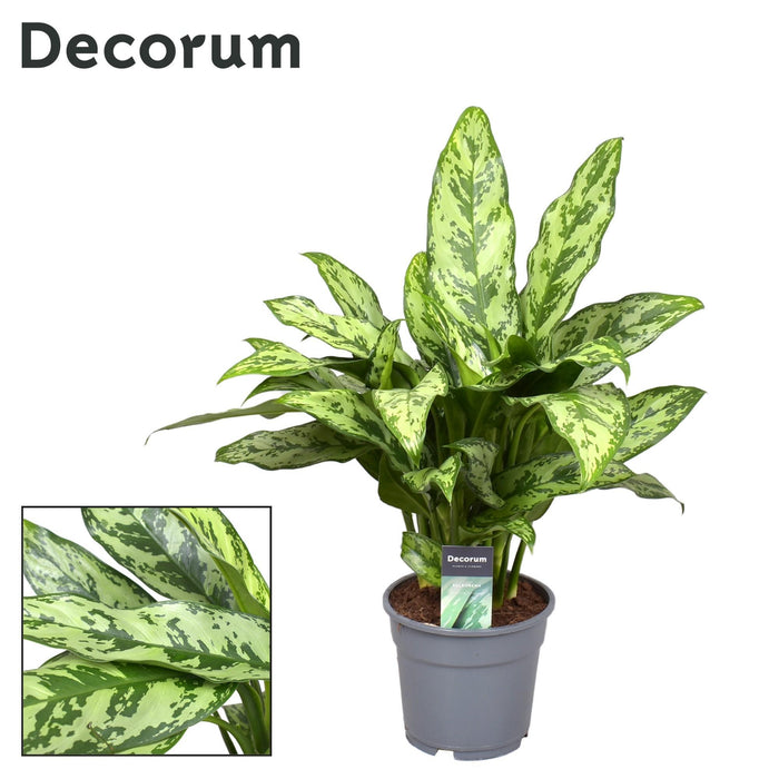 aglaonema-romeo-o17cm-↕60cm